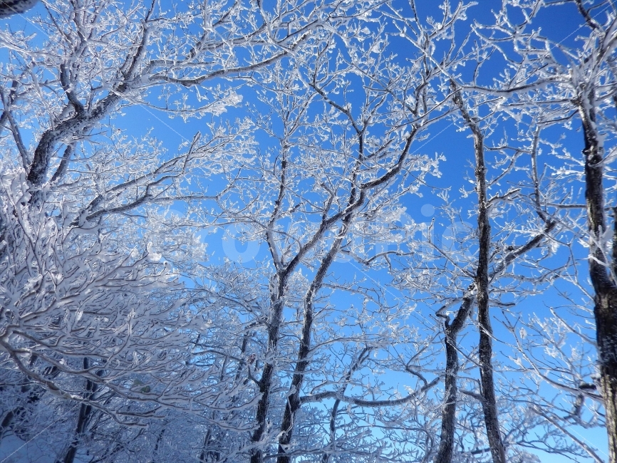 민주지산,눈꽃풍경,상고대,겨울풍경,겨울동화,눈풍경,파란하늘,100대명산,겨울명산,설경,서리꽃,영동,자연,풍경,nature,landscape,겨울,계절,winter,season,tree,나무,plant,식물,outdoors,옥외
