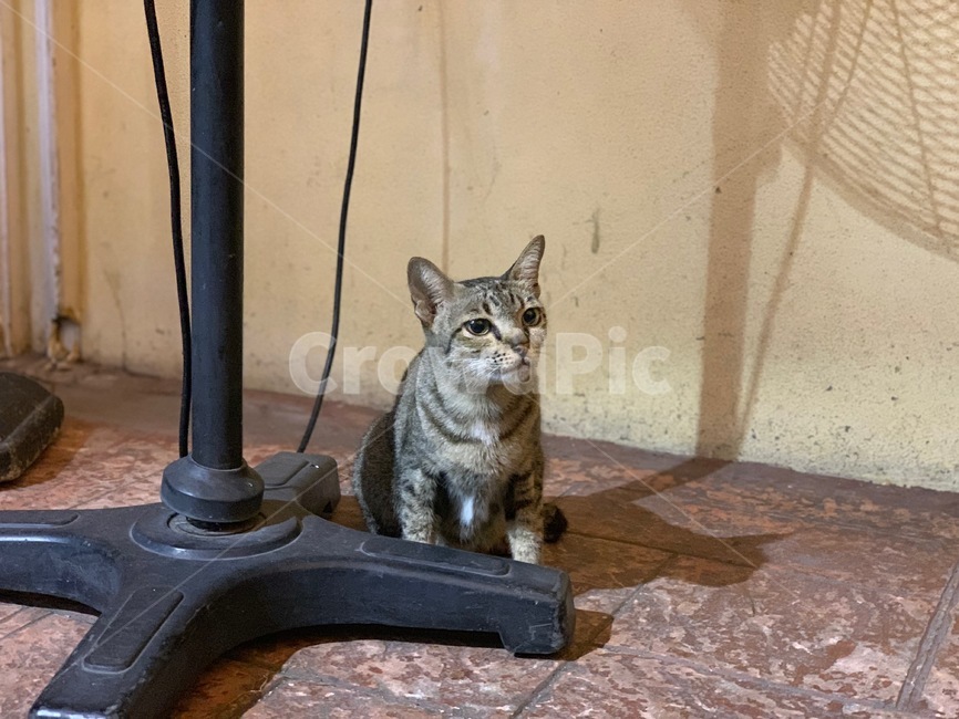 길고양이,코숏,동물,animal,고양이,mammal,abyssinian,아비시니안,동물,animal,포유류,mammal,고양이,cat,kitten,kitty