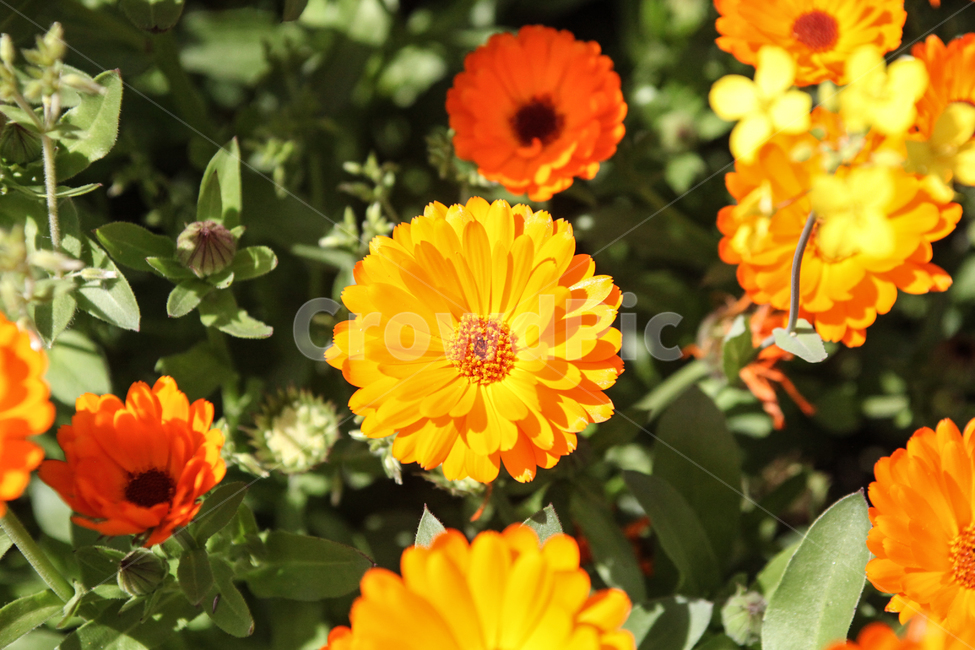 금잔화,카렌듈라,꽃,노랑,주황,오렌지색,노란꽃,주황꽃,flower,식물,blossom,plant,꽃밭,calendula,접사,클로즈업,봄꽃,꽃,flower