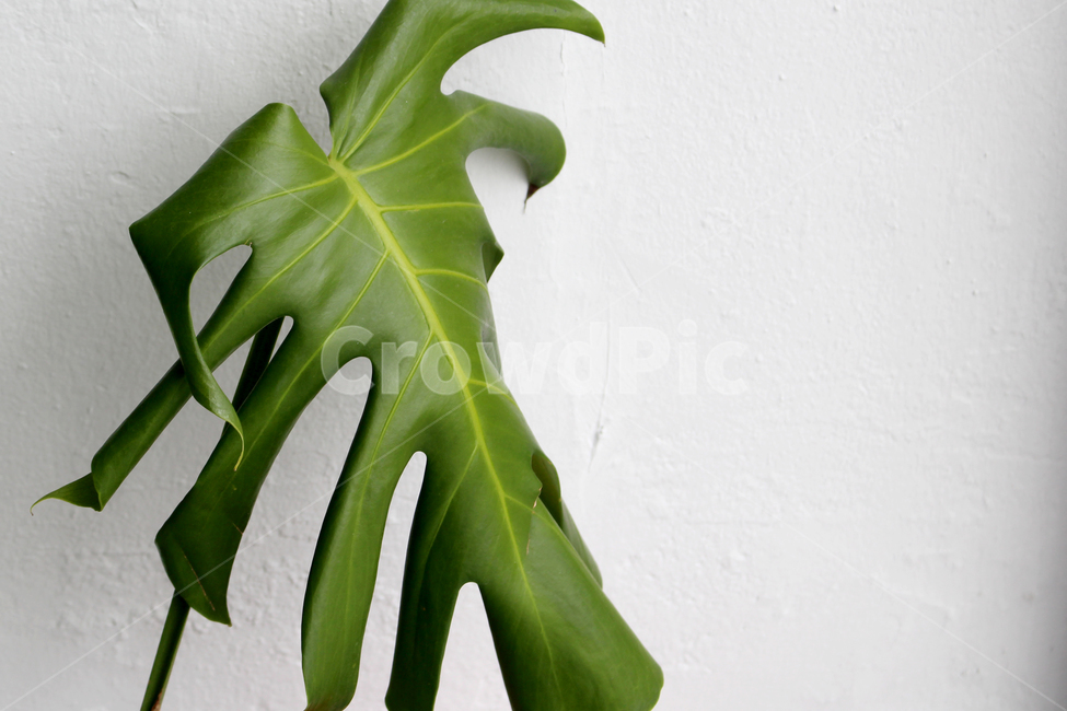 plant,식물,leaf,잎,초록색,트로피칼,배경,트로피컬