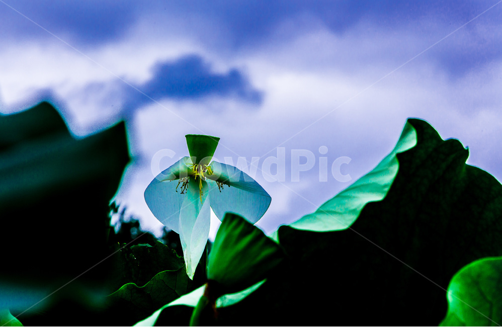 연꽃,연잎,문양,무늬,하늘,식물,자연,plants,nature,꽃,flower