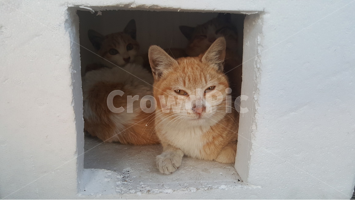 동물,고양이,박스,길냥이들,안락함,뭘보냥,cat,animal,동물,animal,포유류,mammal,고양이,cat,kitten,kitty