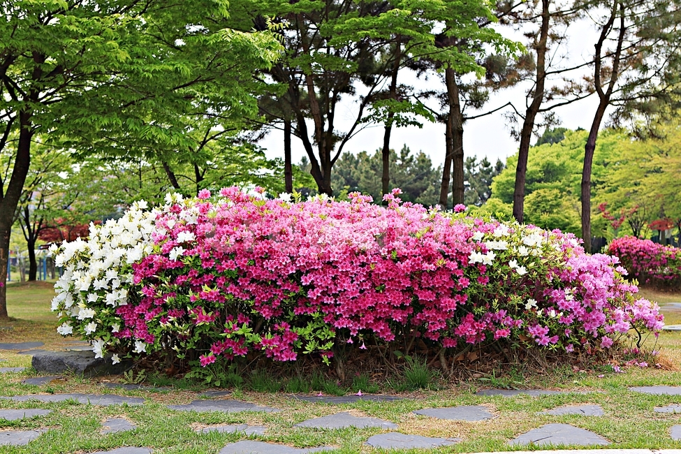 철죽,꽃,공원,풍경,자연,배경