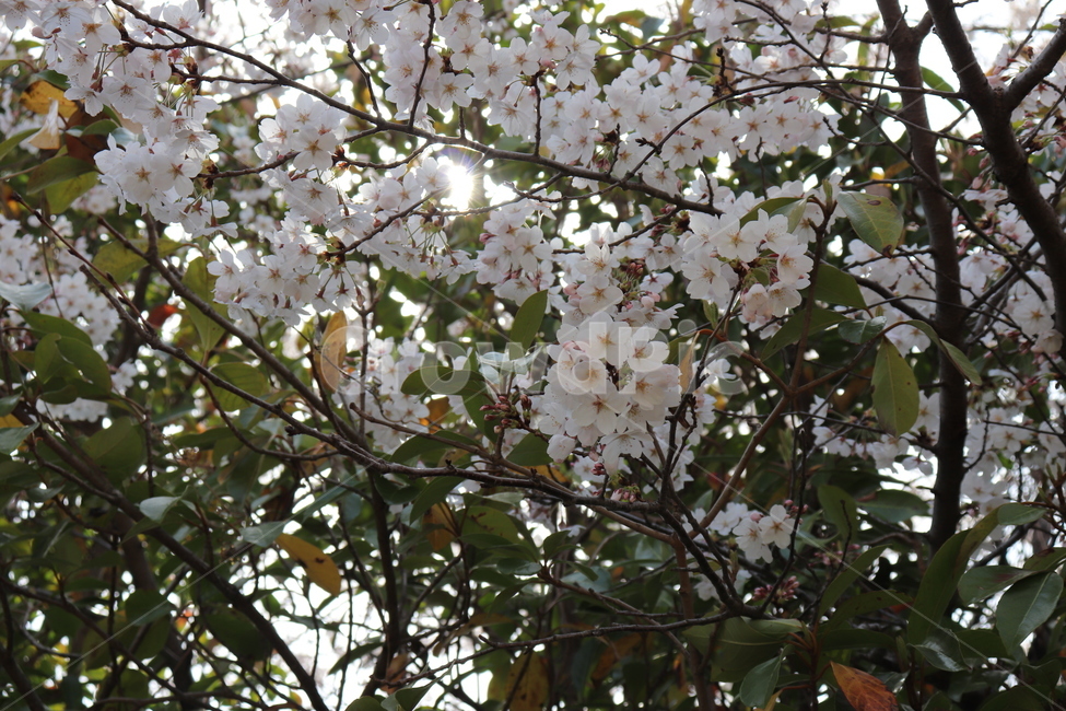 꽃,벚꽃,flower,cherryblossom,spring,봄,나무,tree,자연,식물,벚나무,꽃나무,4월,봄,계절,spring,season,식물,자연,plants,nature,꽃,flower,plant,blossom