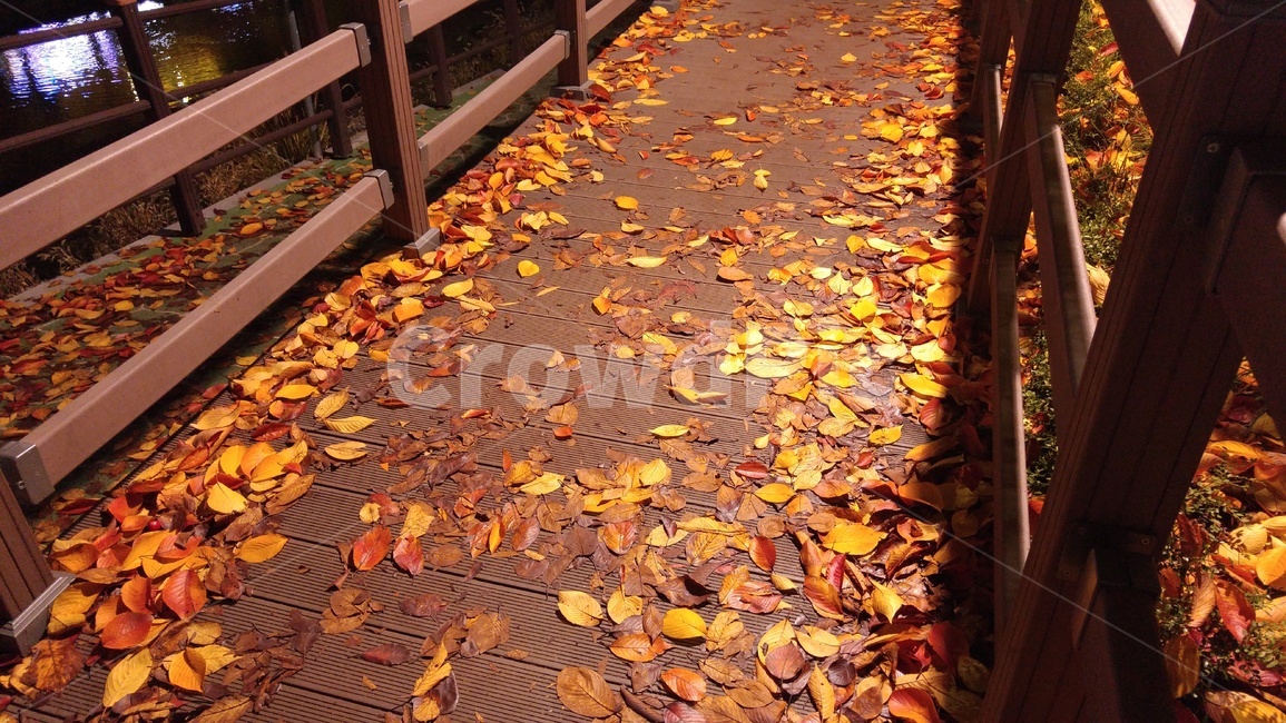 가을,낙엽,분위기,산책,계절,나뭇잎,가을,계절,fall,autumn,season,leaf,잎,plant,식물,ground,바닥