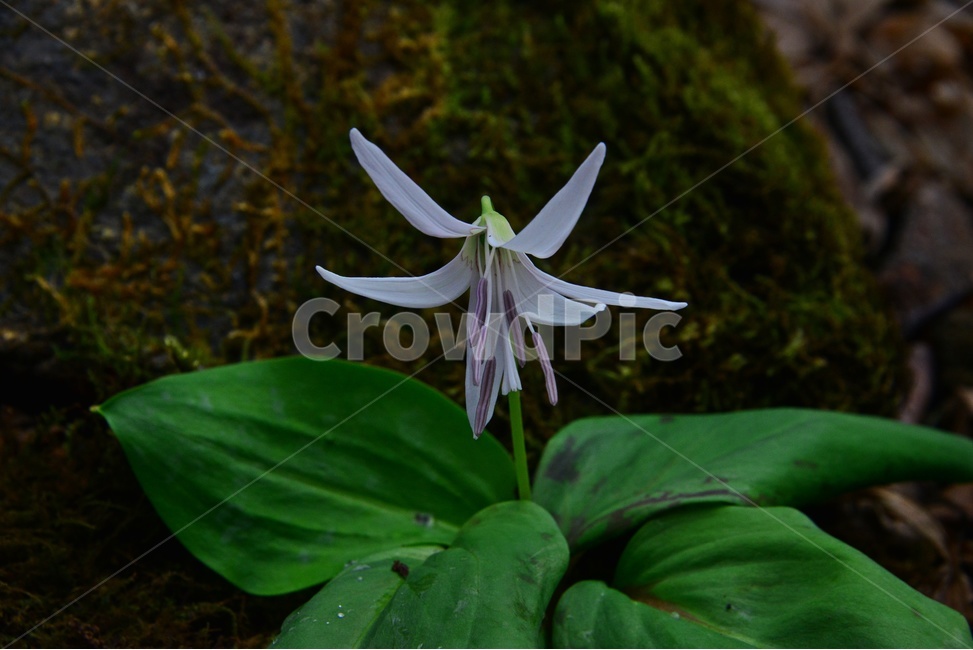 plant,식물,blossom,flower,꽃,야생화,봄꽃,얼레지,얼레지꽃,하얀얼레지,하얀색,하얀색꽃,식물,자연,plants,nature,꽃,flower