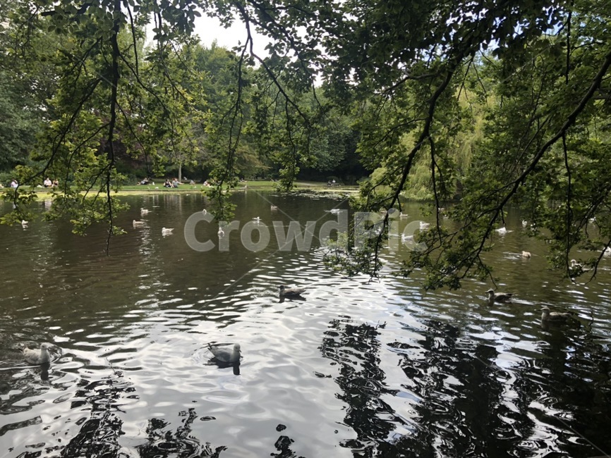 호수,공원,갈매기,물,자연,옥외,동물,새,lake,park,seagull,water,nature,outdoors,animal,bird