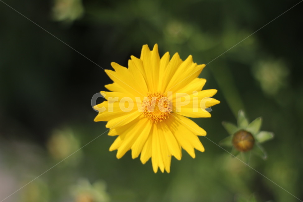 꽃,식물,데이지,plant,flower,daisies,식물,자연,plants,nature,꽃,flower