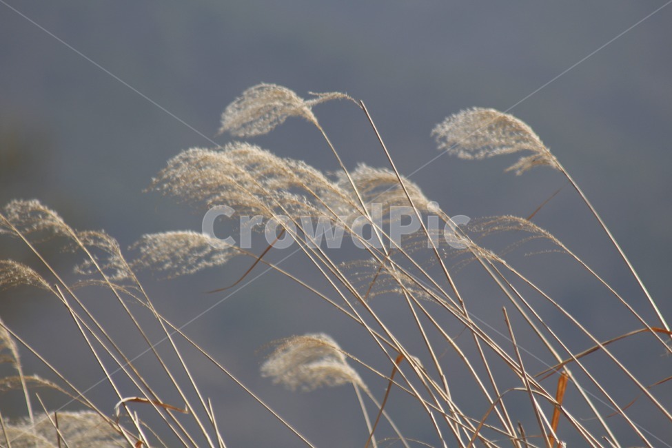 갈대,나무,식물,줄기,바람