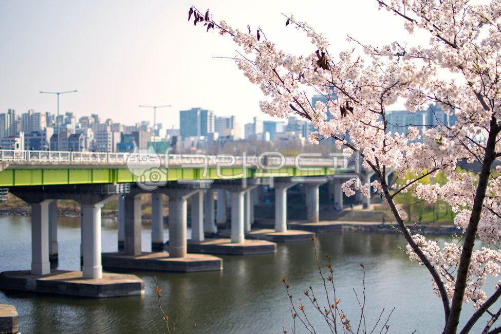 blossom,cherryblossom,seonyudo park,flower,spring,cherry blossoms,seonyudo,plant,bridge,han river