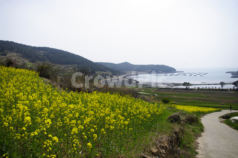 유채꽃,꽃밭,꽃,flower,계절,봄,spring,하늘,풍경,바다,섬,봄,계절,spring,season,자연,풍경,nature,landscape,outdoors,옥외,grassland,목초지,field,들