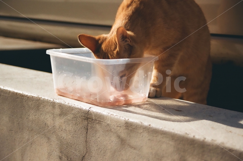 동물,고양이,포유류,cat,animal,감정,emotion,그림자,햇빛,light,빛,sunshine,필름사진,필름카메라,동물,animal,포유류,mammal,고양이,cat,kitten,kitty,감성,sensible,feeling