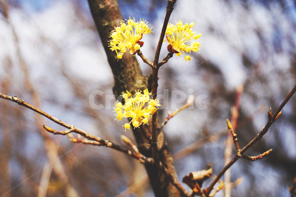 산수유,산수유꽃,산수유나무,봄,나무,꽃나무,노란색,yellow,tree,식물,자연,plants,nature,꽃,flower