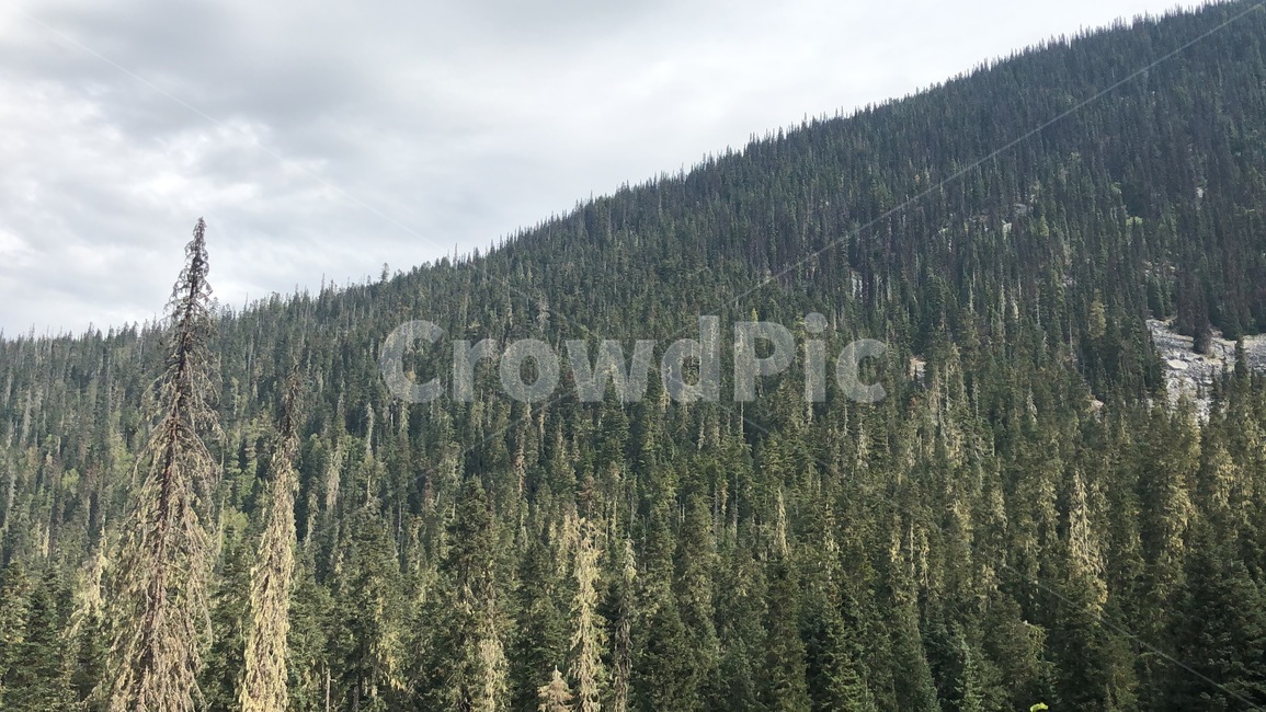 산등성이,전나무,나무,tree,등산로,plant,abies,아비,conifer,식물,구과식물,자연,풍경,nature,landscape,fir,구과 식물