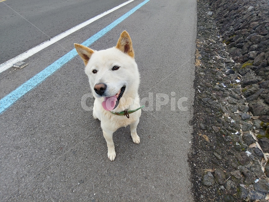 개,강아지,백구,도로,산책,미소,웃음,표정,동물,반려견,동물,animal,포유류,mammal,개,강아지,dog,doggy