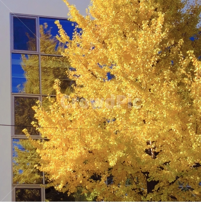 아날로그,감성,자연,가을,은행나무,은행,가을감성,가을,계절,fall,autumn,season,식물,자연,plants,nature,나무,trees,wood,tree,plant