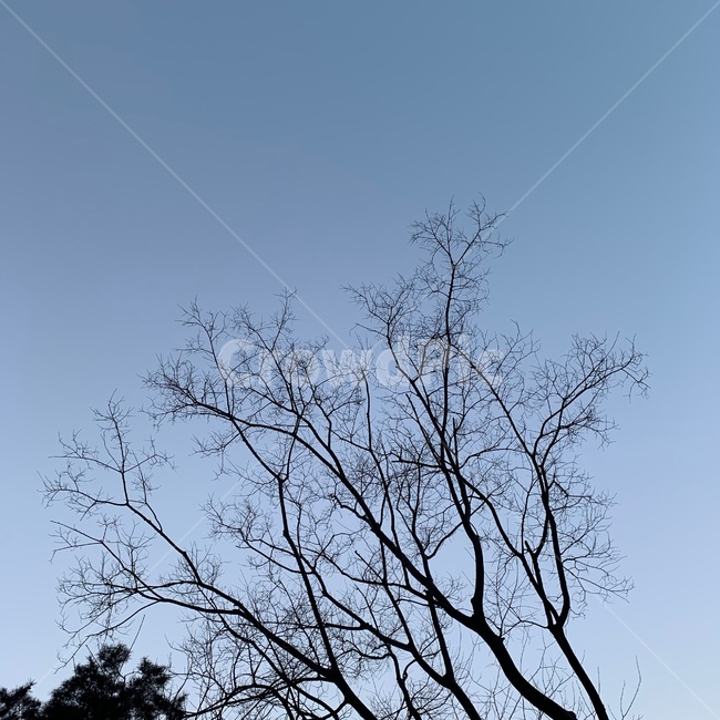 하늘,나무,나뭇가지,가을,계절,sky,tree,branch,autumn,season