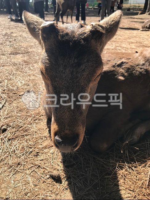 deer,deer antlers,japan,Osaka deer,deer park,Nara Deer Park,Osaka