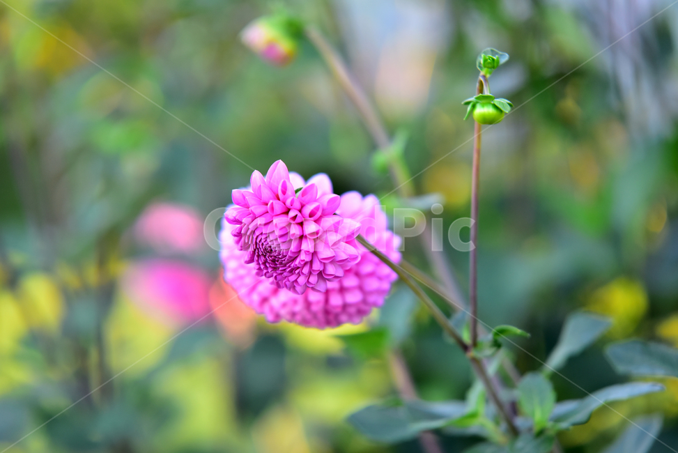 꽃,다알리아,다알리아꽃,식물,달리아,plant,dahlia,flower,blossom,식물,자연,plants,nature,꽃,flower