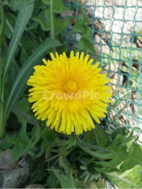민들레,봄,노란꽃,노란민들레,들꽃,식물,자연,plants,nature,꽃,flower