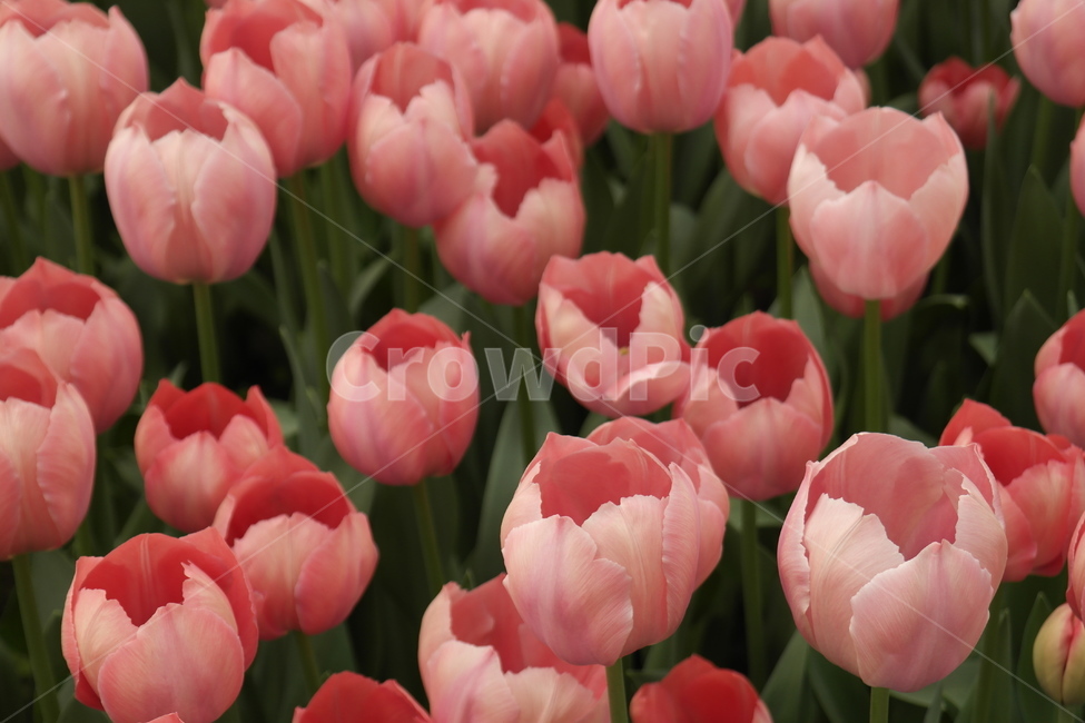 꽃,자연,식물,접사,튤립,꽃봉오리,flower,nature,향기,분홍,빨강,붉은,tulip,tulipagesneriana,백합목,구근초,식물,자연,plants,nature,꽃,flower