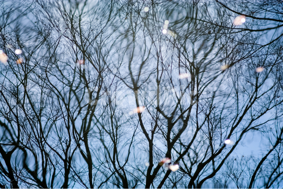 반사,반영,겨울,낙엽,쓸쓸함,흔들림,외로움,자연,풍경,nature,landscape,식물,plants,나무,trees,wood,tree,plant