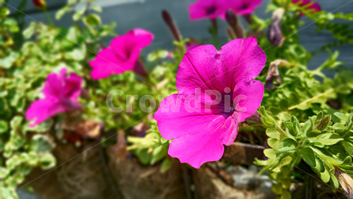 plant,식물,flower,꽃,geranium,제라늄,blossom,식물,자연,plants,nature,꽃,flower