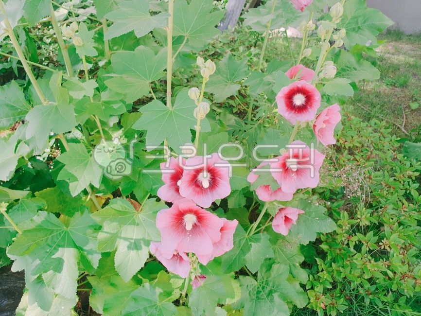 National anthem,Rose of Sharon,625,patriotism,Samcheonri Rose of Sharon,Veterans Month