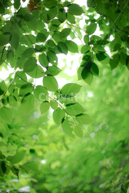 나무,나뭇잎,초록,싱그러움,연두,배경,식물,자연,plants,nature