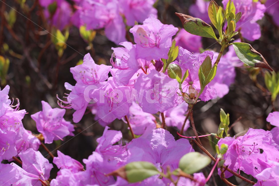 진달래,철쭉,꽃,식물,자연,계절,색깔,분홍색,갈색,녹색,azalea,plant,nature,season,spring,color,pink,brown,green,봄날,봄,계절,spring,season,식물,자연,plants,nature,꽃,flower,blossom,geranium,제라늄