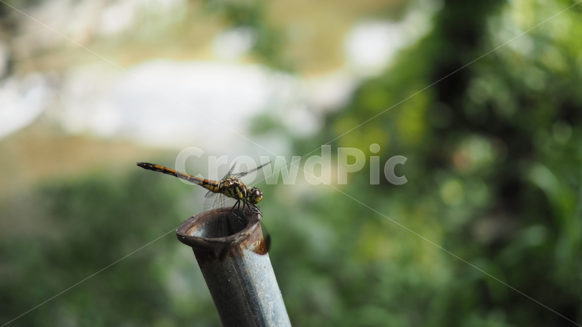 잠자리,곤충,쇠파이프,dragonfly,공원