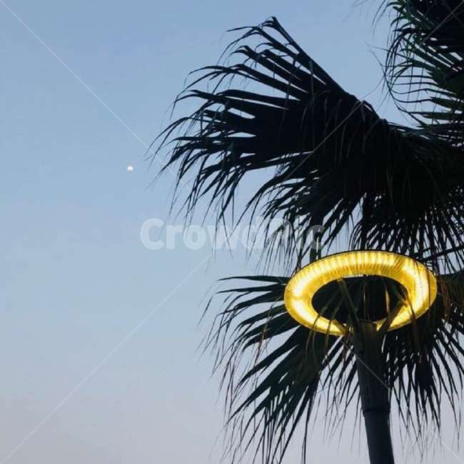 감성사진,야자수,달,해질녘,가로등,야경,밤,풍경,nightscape,night,landscape,palm tree,tree,나무,plant,식물,arecaceae,Arecaceae