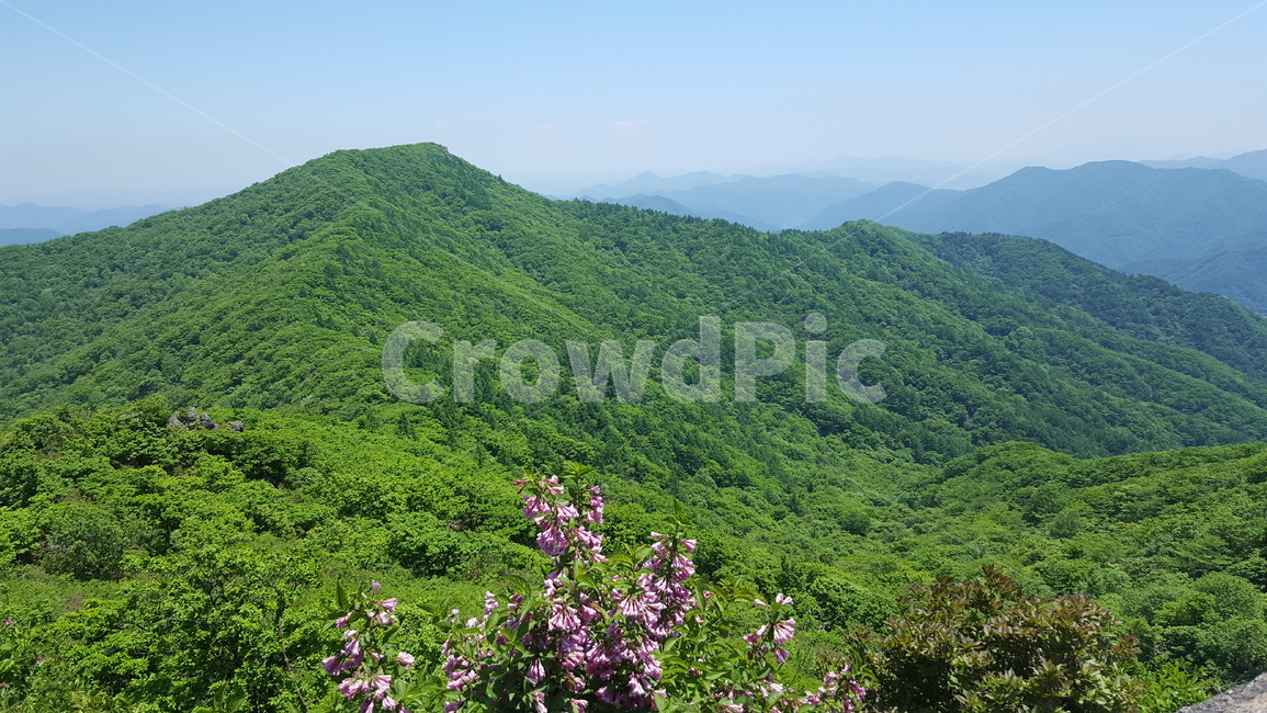 산,꽃,푸른,능선,시원한