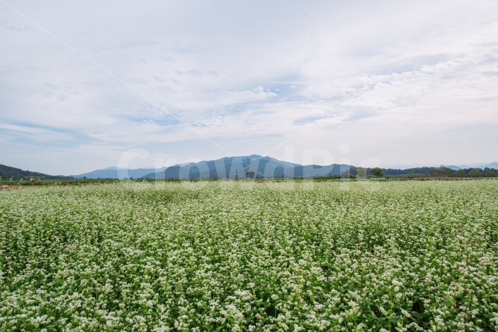 경주,메밀꽃,황룡사지,꽃,식물,자연,풍경,nature,landscape,field,들,outdoors,옥외,grassland,목초지