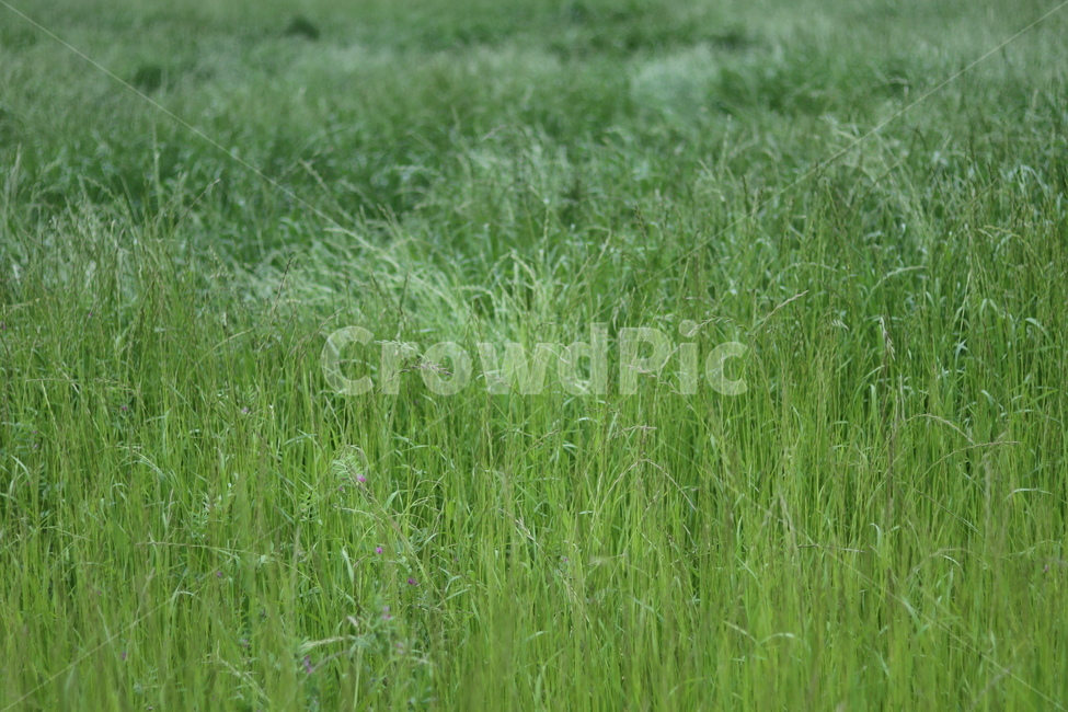 풀,잡초,초록,봄,흐림,식물,자연,plants,nature