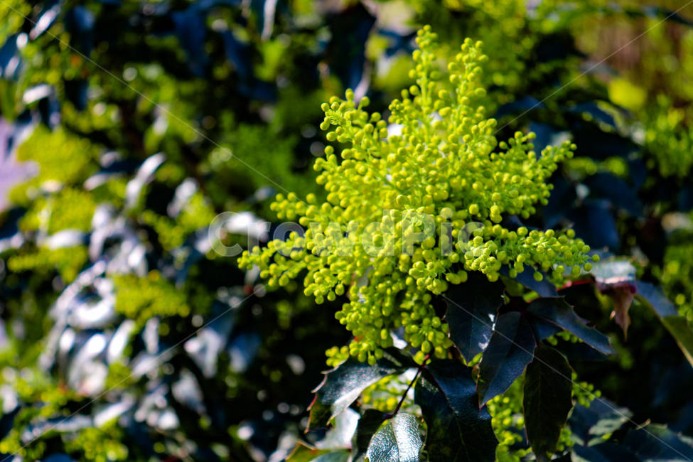 꽃나무,나무,꽃,자연,봄,여름,초록색,식물,plant,summer,spring,season,열매,flower,tree
