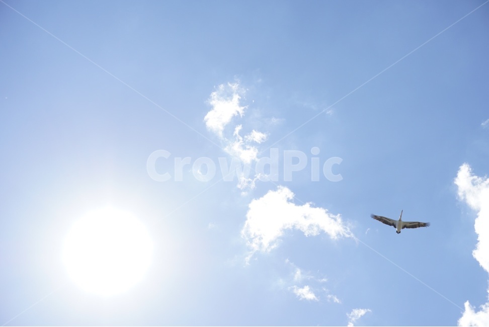 구름,자연,하늘,여행,원본,새,cloud,nature,sky,travel,original,bird,동물,animal,조류,새,birds