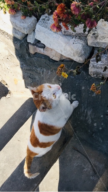 길고양이,고양이,동물,길냥이,떼껄룩,미묘,힐링,동물,animal,포유류,mammal,고양이,cat,kitten,kitty