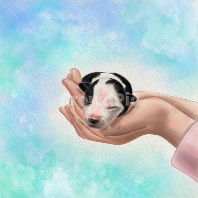 보더콜리,반려견,강아지,개,일러스트,반려견일러스트,illustration,illust,dog,puppy,동물,animal,포유류,mammal,개,강아지,dog,doggy,그래픽,일러스트레이션,graphic,illustration