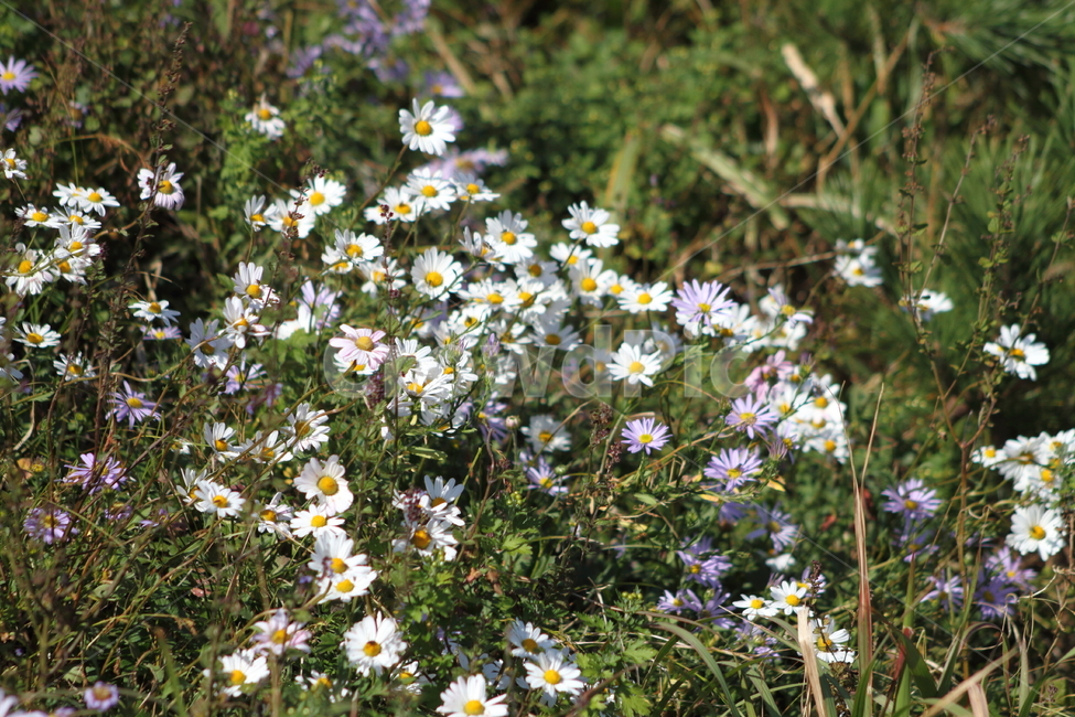 구절초,꽃,식물,야생화,manchurianchrysanthemum,식물,자연,plants,nature,꽃,flower