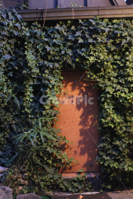 문,식물,신기,신비,돌계단,식물,자연,plants,nature