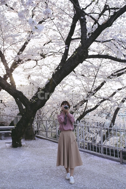 여자,여성,벚꽃,카메라,벚꽃나무,봄,봄꽃,cherryblossom,lady,woman,camera,sunshine,빛,봄,계절,spring,season,사람,인물,인간,human,person,여성,여자,woman,female,lady,사진작가,포토그래퍼,photographer,plant,식물