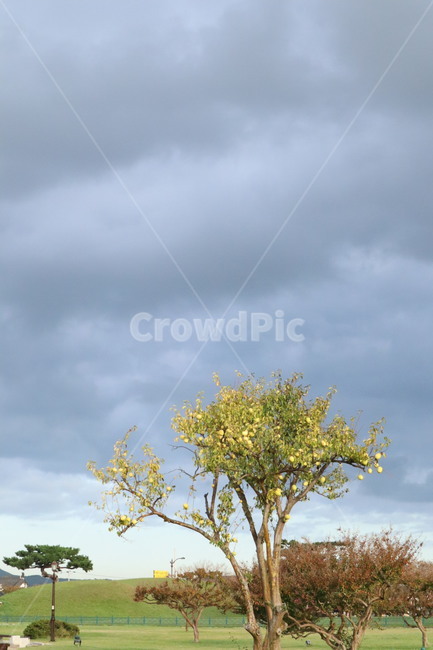 tree,나무,plant,식물,열매,먹구름,나무,trees,wood