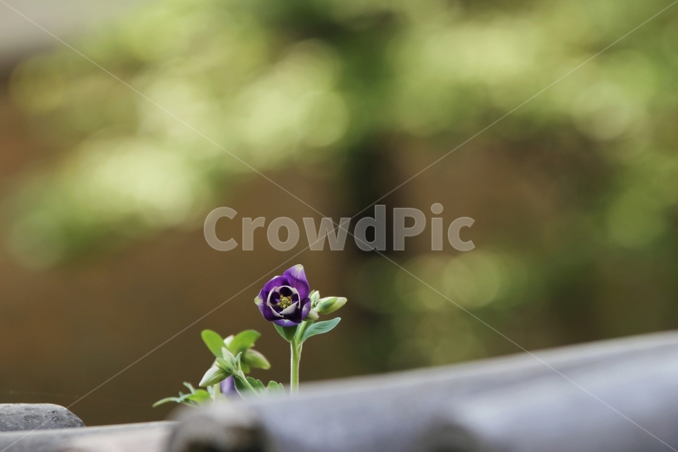 매발톱꽃,봄꽃,식물,자연,감성사진,식물,자연,plants,nature,꽃,flower