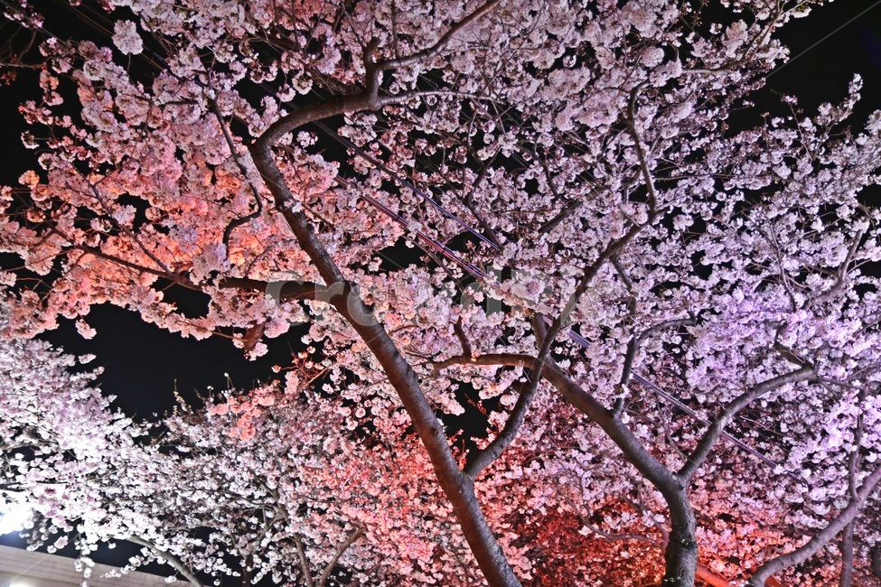 벚꽃,cherryblossoms,벚꽃나무,봄꽃,springflowers,봄,계절,spring,season,야경,밤,풍경,nightscape,night,landscape,식물,자연,plants,nature,꽃,flower,나무,trees,wood,plant,blossom,cherry blossom