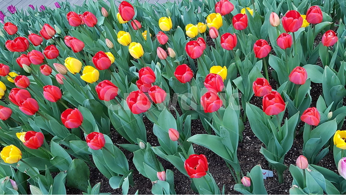 봄꽃,튤립,화단,축제,계절,꽃밭,봄,계절,spring,season,식물,자연,plants,nature,꽃,flower,plant,blossom