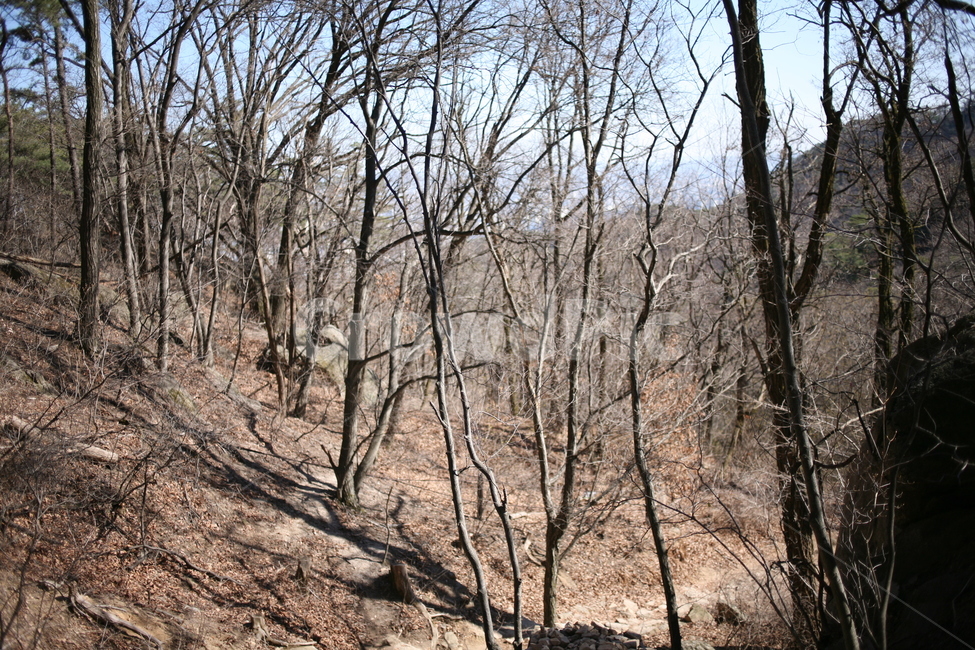 나무,낙엽,풍경,숲,산,북한산,mountain,tree,forest