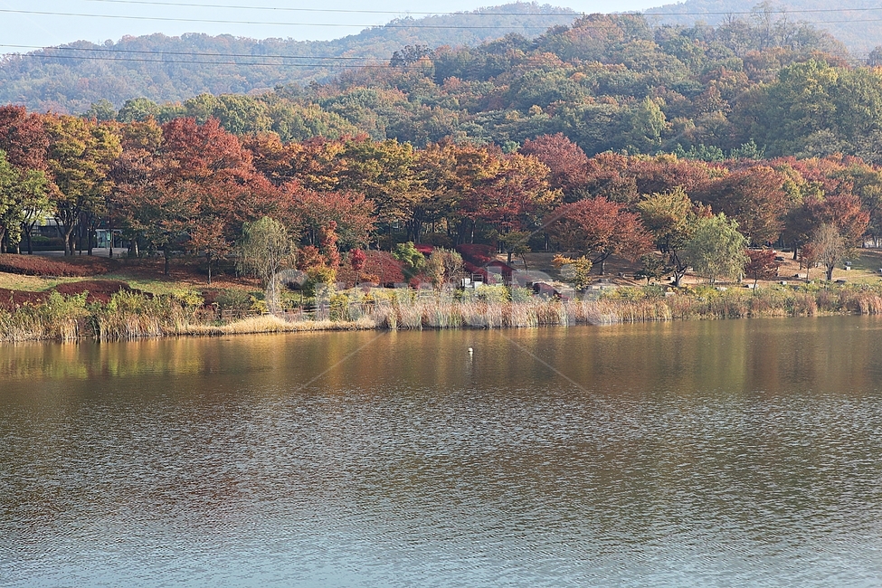 인천대공원,호수,아침,단풍,안개,울긋불긋,가을,식물,자연,풍경,공원,낙엽,하늘,가을,계절,fall,autumn,season,자연,풍경,nature,landscape,water,물,outdoors,옥외
