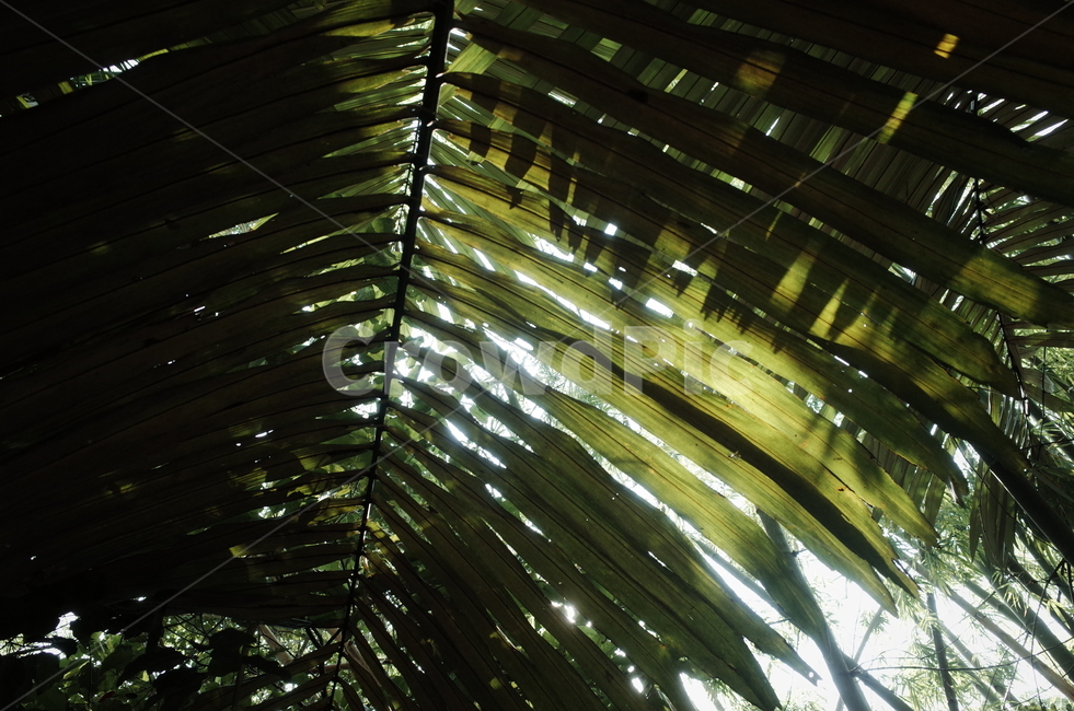 plant,light,식물,빛,flare,식물,자연,plants,nature