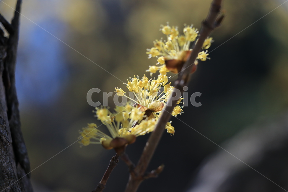 봄,산수유,꽃,spring,flower,봄,계절,spring,season,식물,자연,plants,nature,꽃,flower,plant